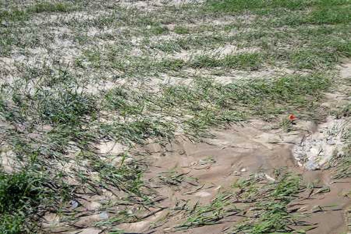 برآورد خسارت ۷۰ میلیارد ریالی سیل به بخش کشاورزی استان ایلام
