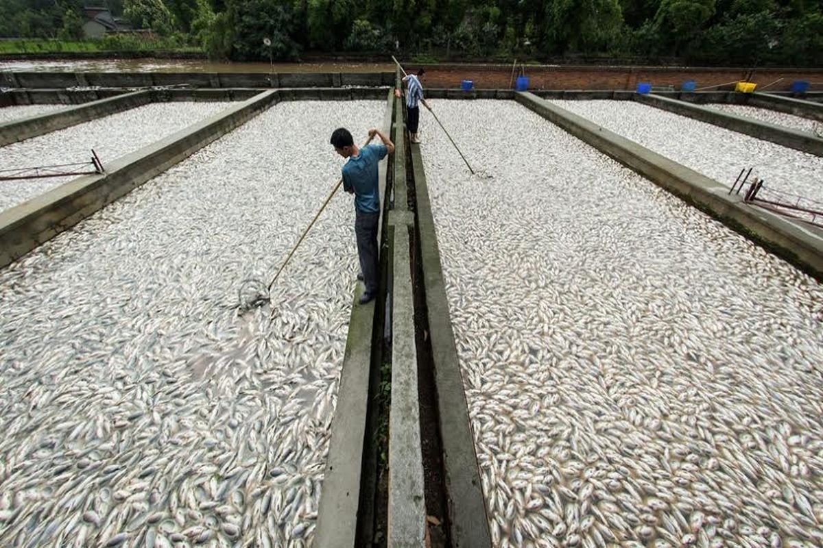 سالانه ۶۰۰ میلیون ریال از عرصه پرورش ماهی درآمد دارم
