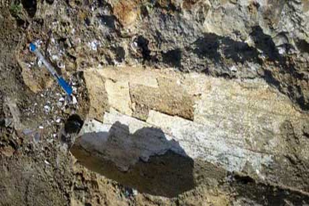 بازدید کارشناسان دفتر تنوع ژنتیکی از فسیل کشف شده در بیله سوار مغان