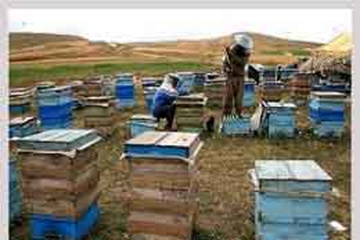 اختصاص رتبه دوم تولید عسل استان اردبیل به شهرستان خلخال