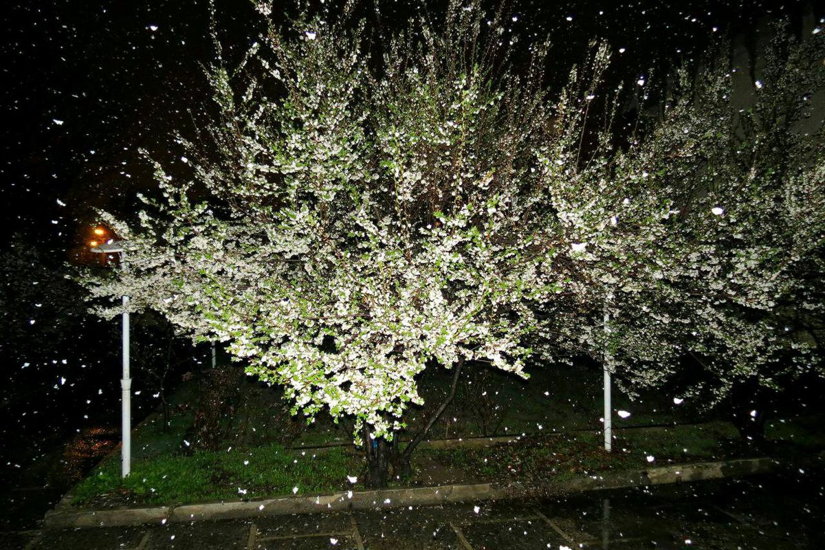 بارش برف بهاری در ارومیه