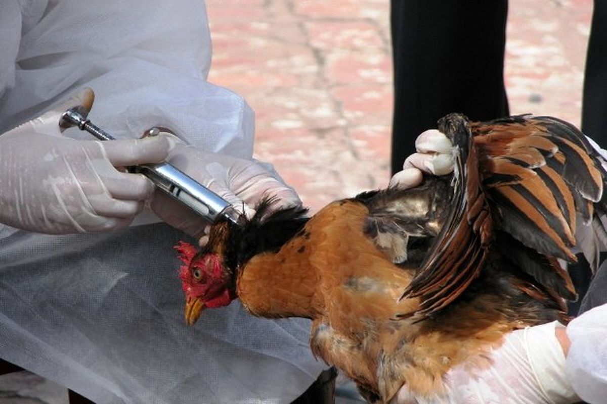 هیچ مورد مثبتی از آنفولانزای پرندگان در خراسان‌جنوبی مشاهده نشده است