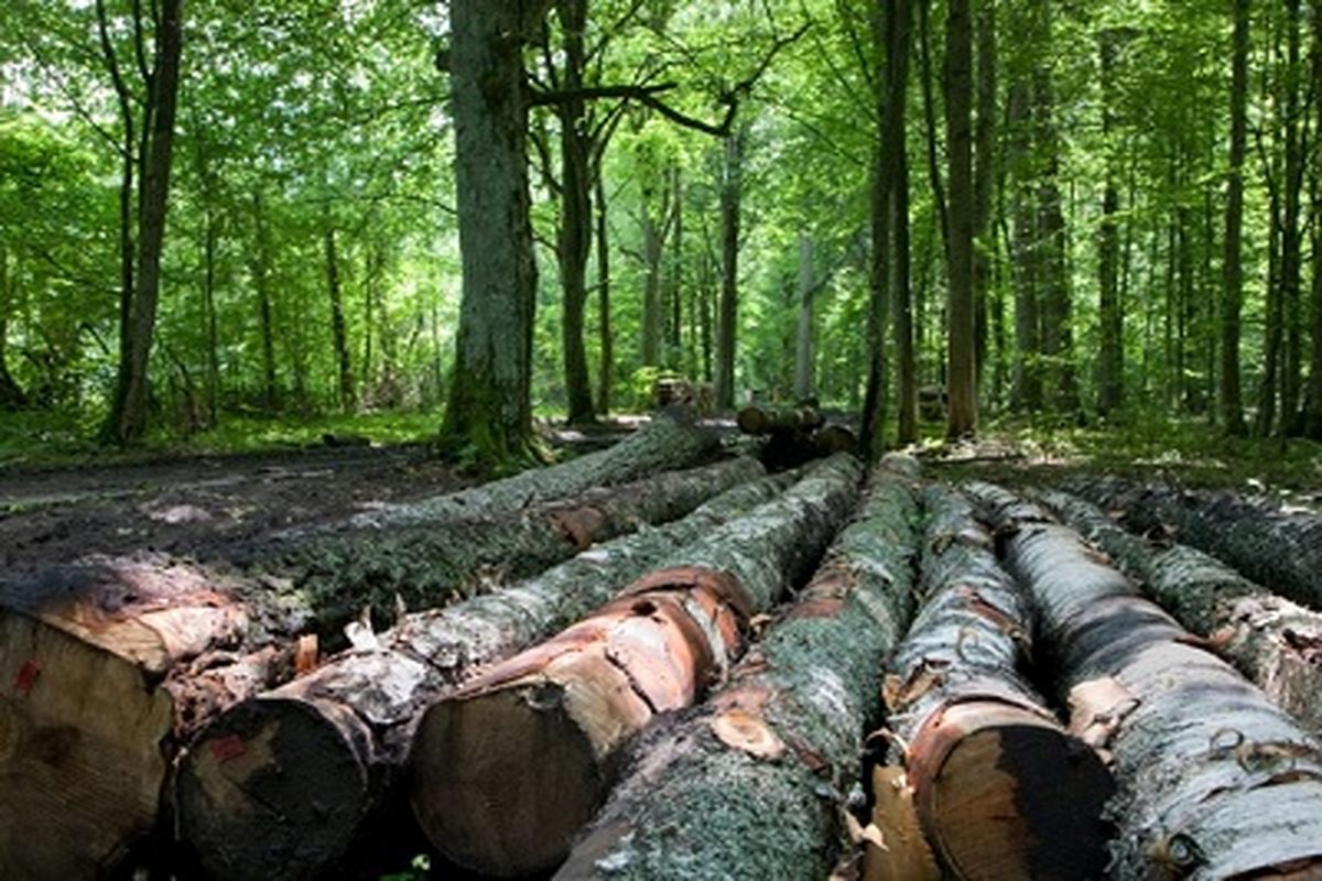 بهره‌برداری صنعتی از جنگل‌های شمال ممنوع شد
