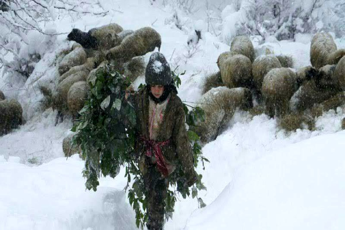 جایزه عکس آساهی شیمبون به محیط‌بان ایرانی تعلق گرفت