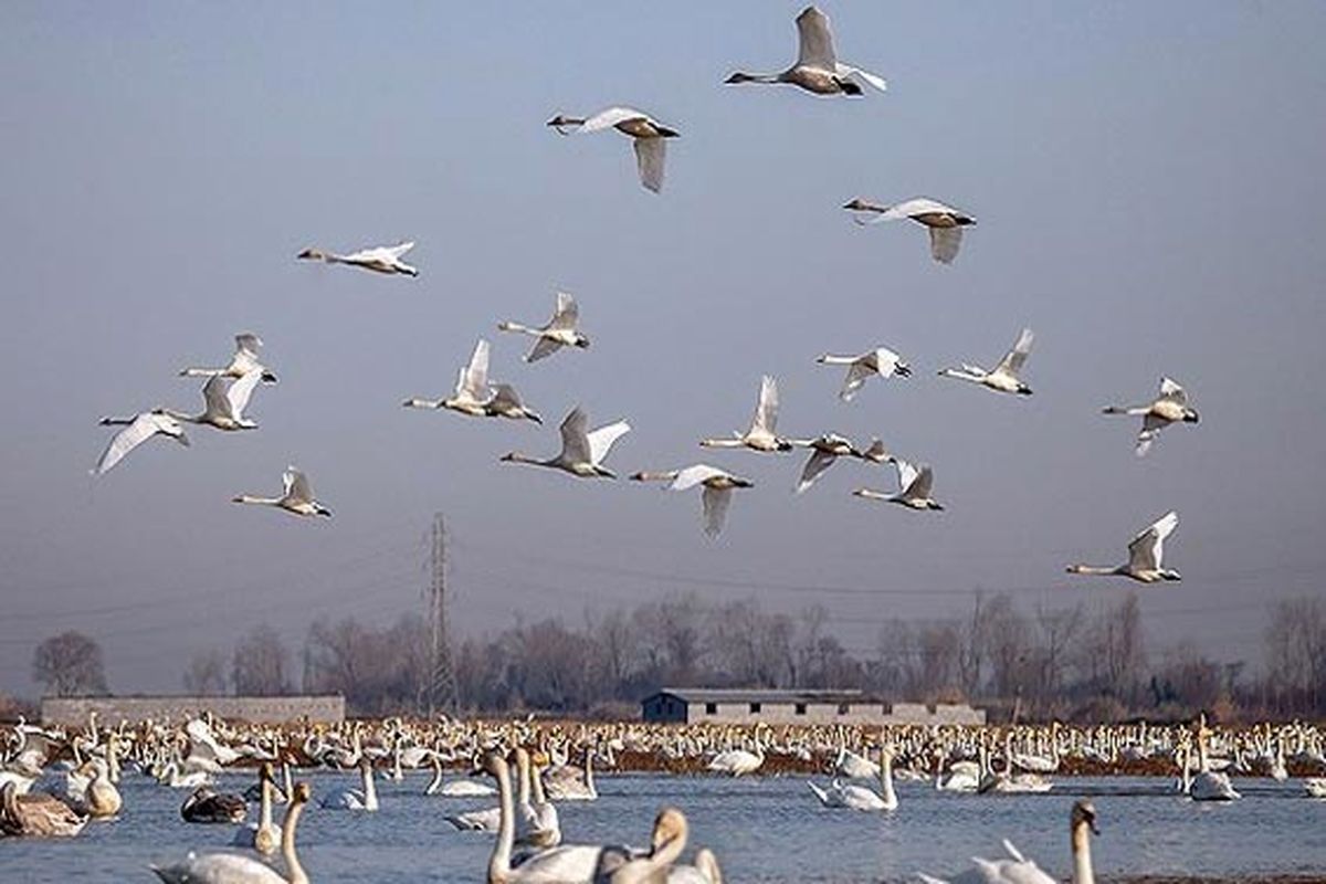 مراقبت از پرندگان وحشی و مهاجر رودخانه زاینده رود