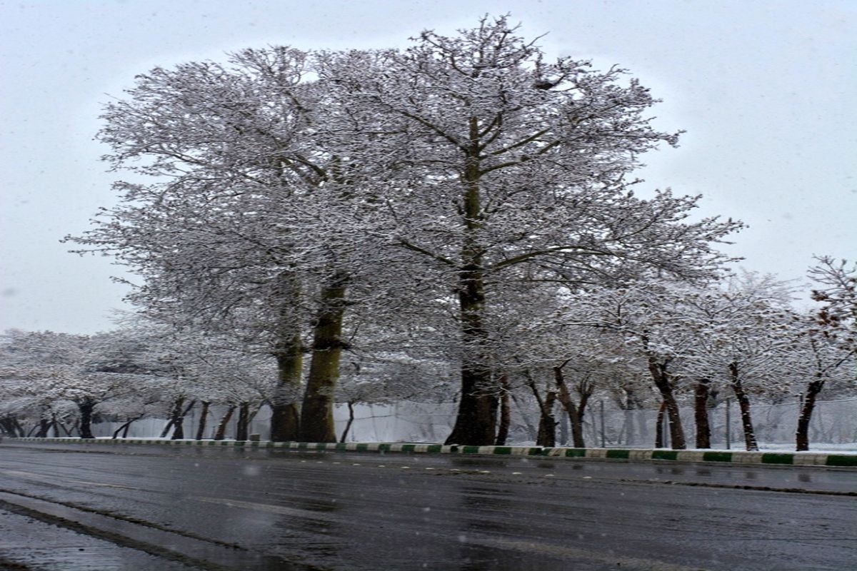 بارش برف و باران در استان اردبیل