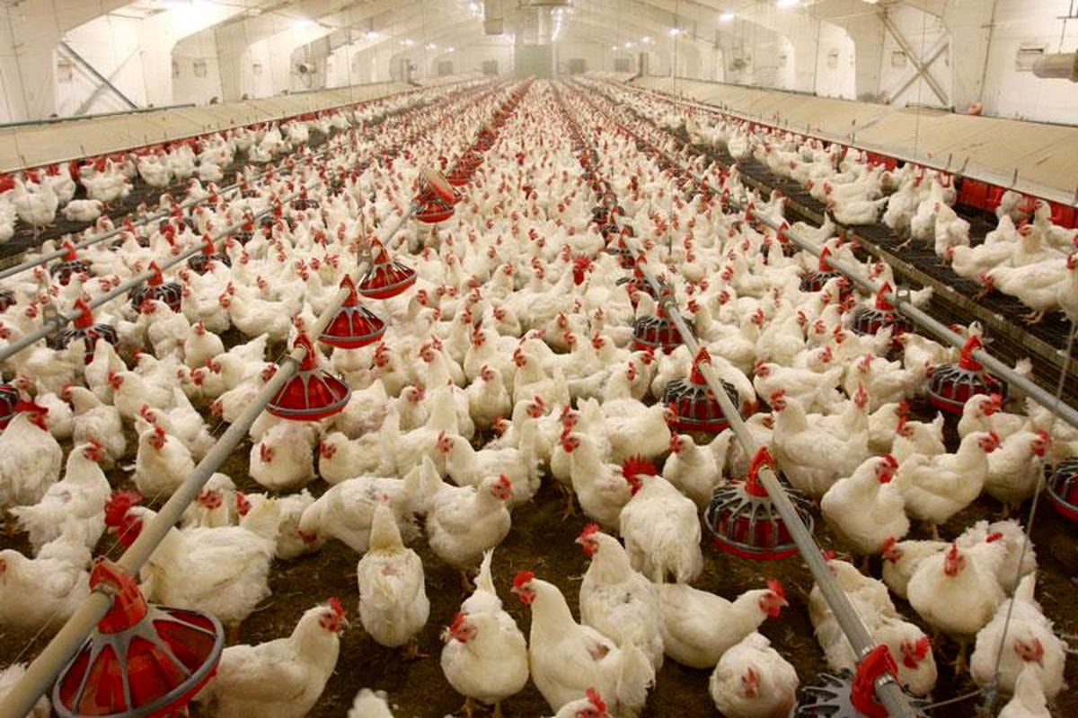 جوجه ریزی در مرغداری های استان خراسان شمالی نسبت به پارسال ۲۲ درصد افزایش یافته است