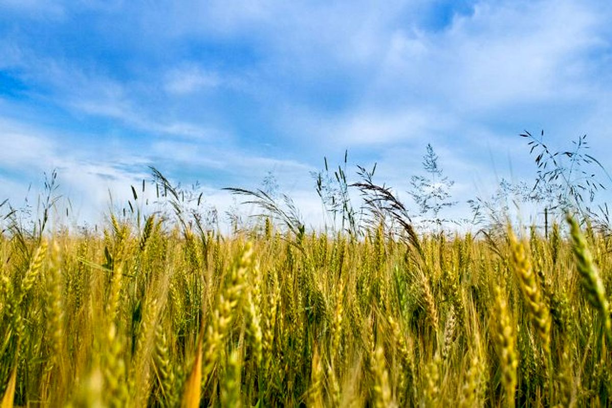 کاهش ۲۵ درصدی کشت جوآبی در استان اصفهان