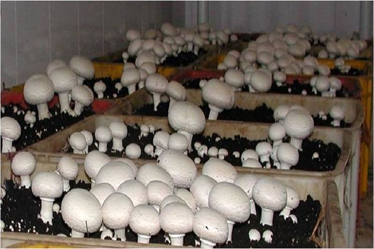 تولید ۸۵ تُن قارچ خوراکی در خراسان شمالی