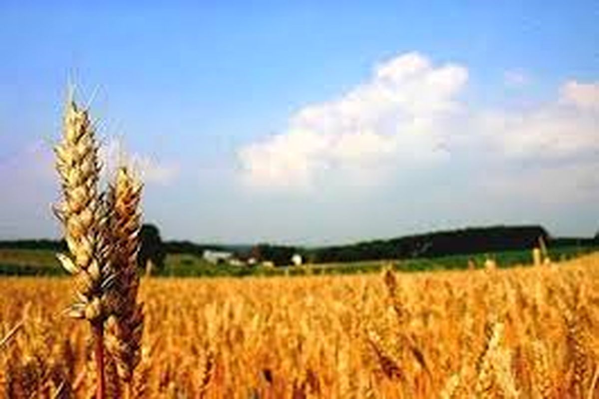 تولید محصولات کشاورزی در استان اردبیل به ۶ میلیون تن می‌‌رسد
