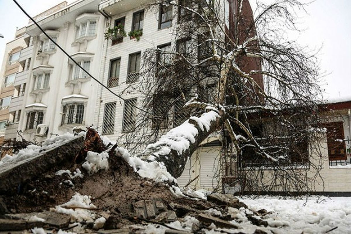 بررسی علل سقوط درخت در مناطق مختلف رشت در بحران برف