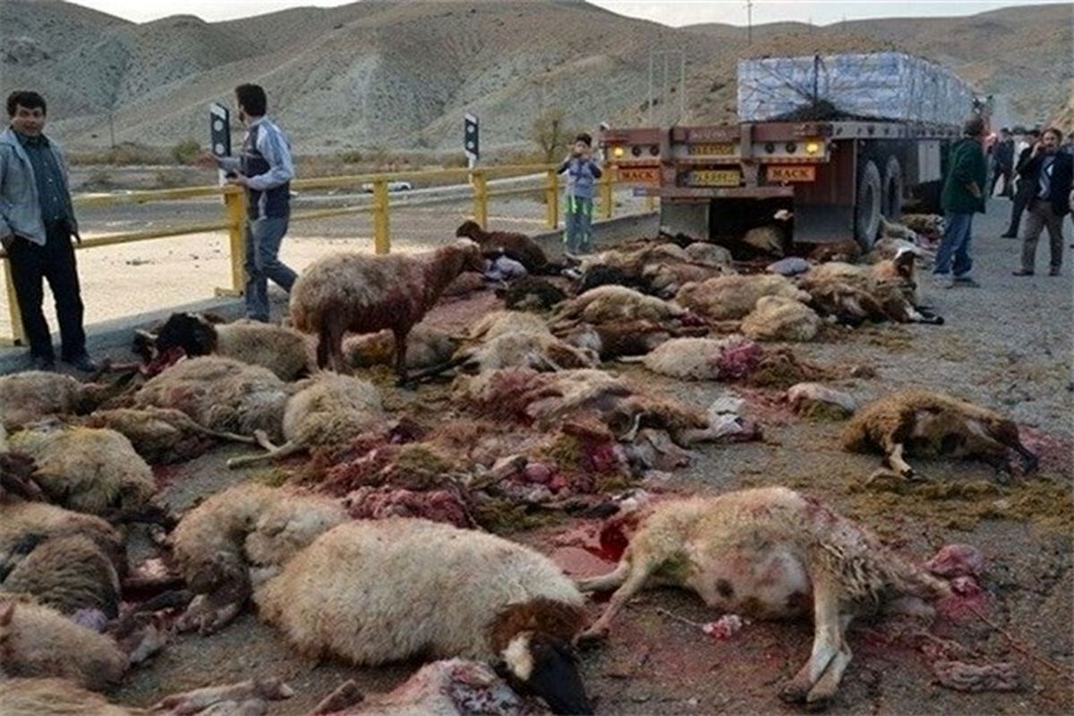 ۶۶ راس گوسفند بر اثر برخورد با کامیون تلف شدند