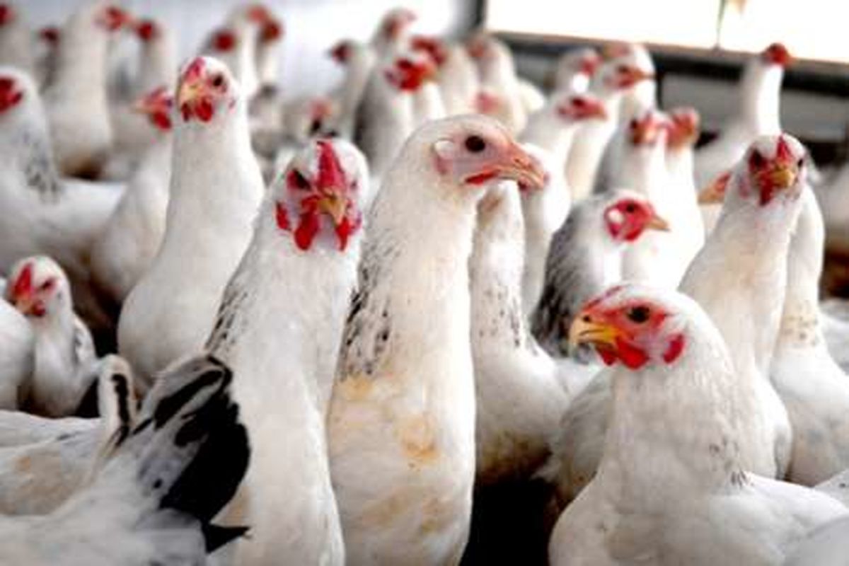 کشف بیش از ۳ هزار قطعه مرغ زنده قاچاق در ایرانشهر