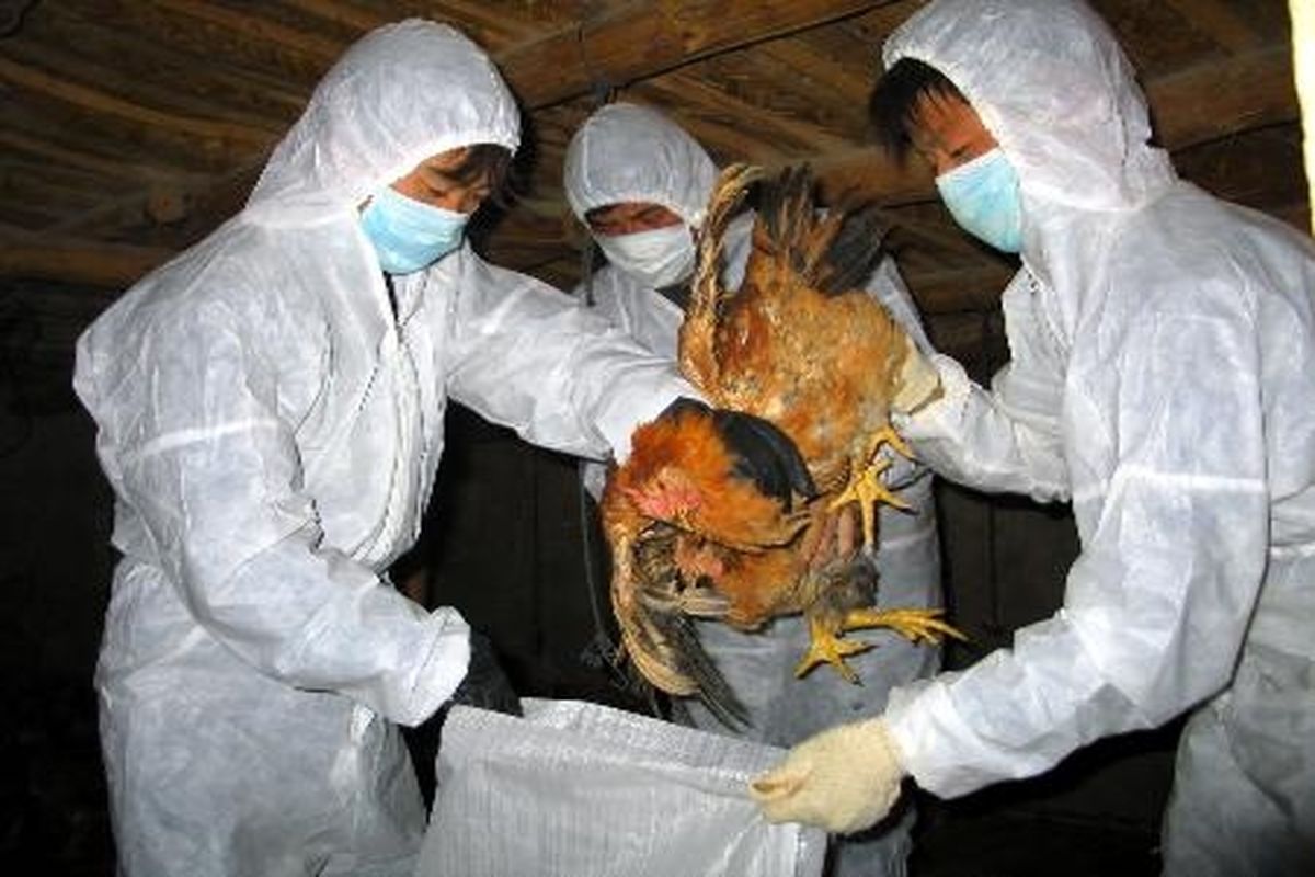 ۱۶ میلیارد ریال خسارت آنفلوآنزای پرندگان در جیرفت پرداخت می شود