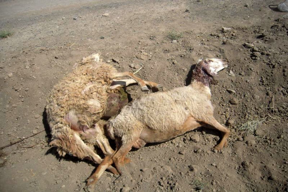 تلف شدن ۲۵ راس گوسفند در تصادف با اتوبوس