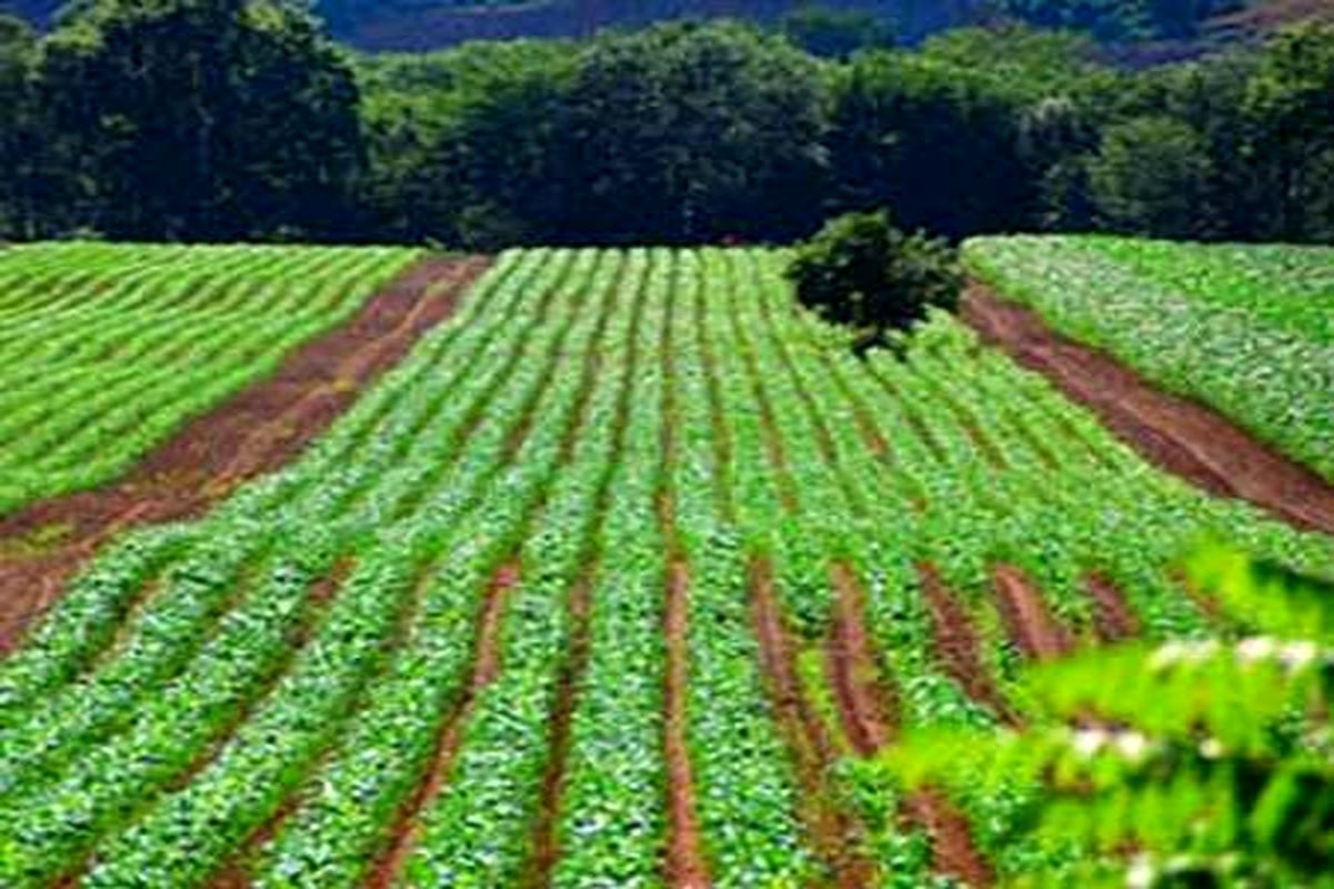 پوشش بیمه بیش از ۱۰۰ هزار هکتار زمین کشاورزی در چهارمحال و بختیاری