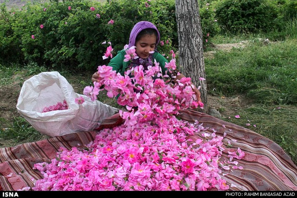 نخستین جشنواره ملی گل غلتان در کاشان