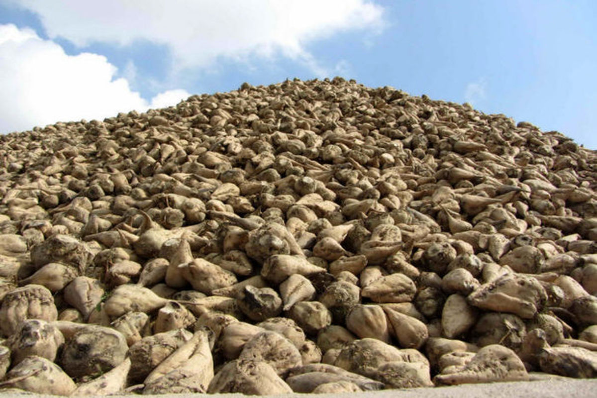 بیش از ۸۰۰۰ تن ریشه چغندر قند از مزارع مهران و دهلران برداشت می‌شود