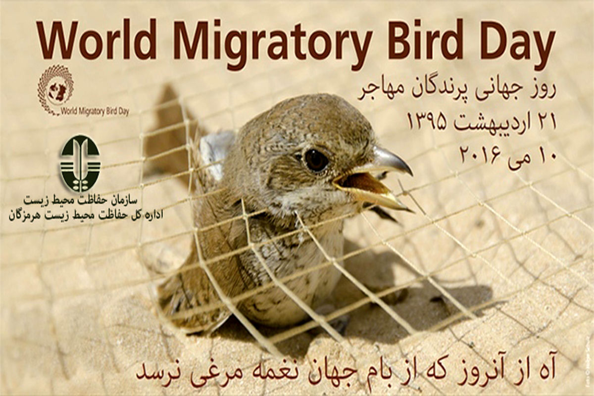 برگزاری مراسم روز جهانی پرندگان مهاجر در استان هرمزگان