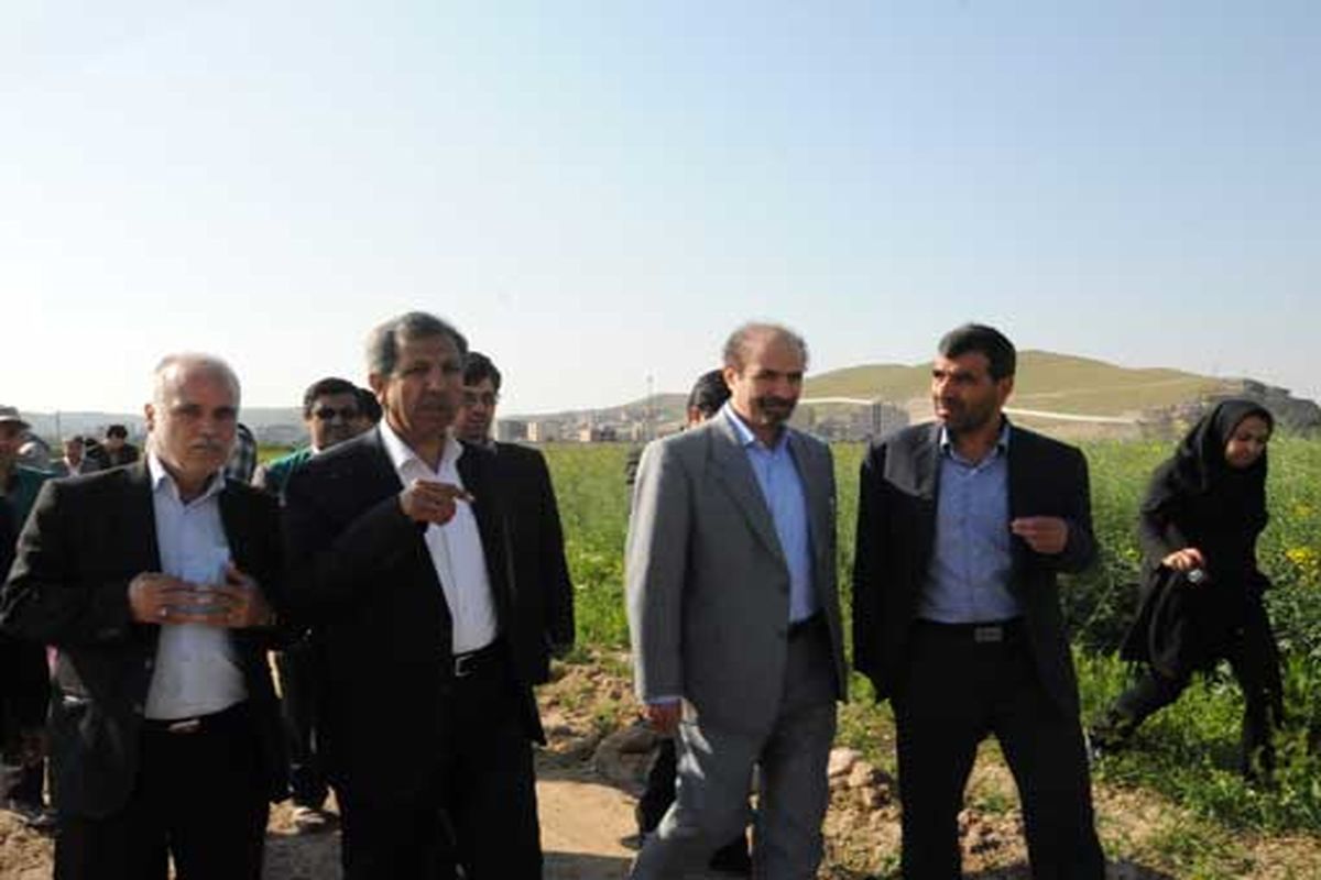 ۳۲۰۰ هکتار از اراضی زراعی آذربایجان شرقی به کاشت کلزا اختصاص یافت