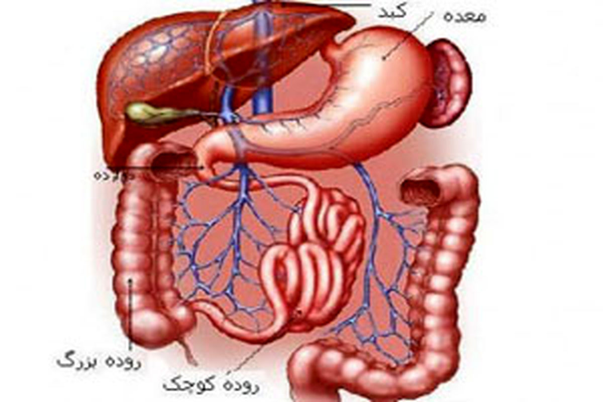 نوشیدنی معجزه‌آسا برای ضدعفونی کردن روده و دستگاه گوارشی