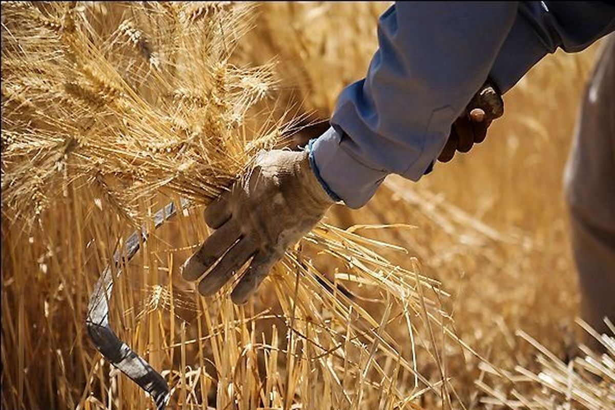خریداری ۱۰ هزار تن گندم توسط تعاون روستایی هرمزگان