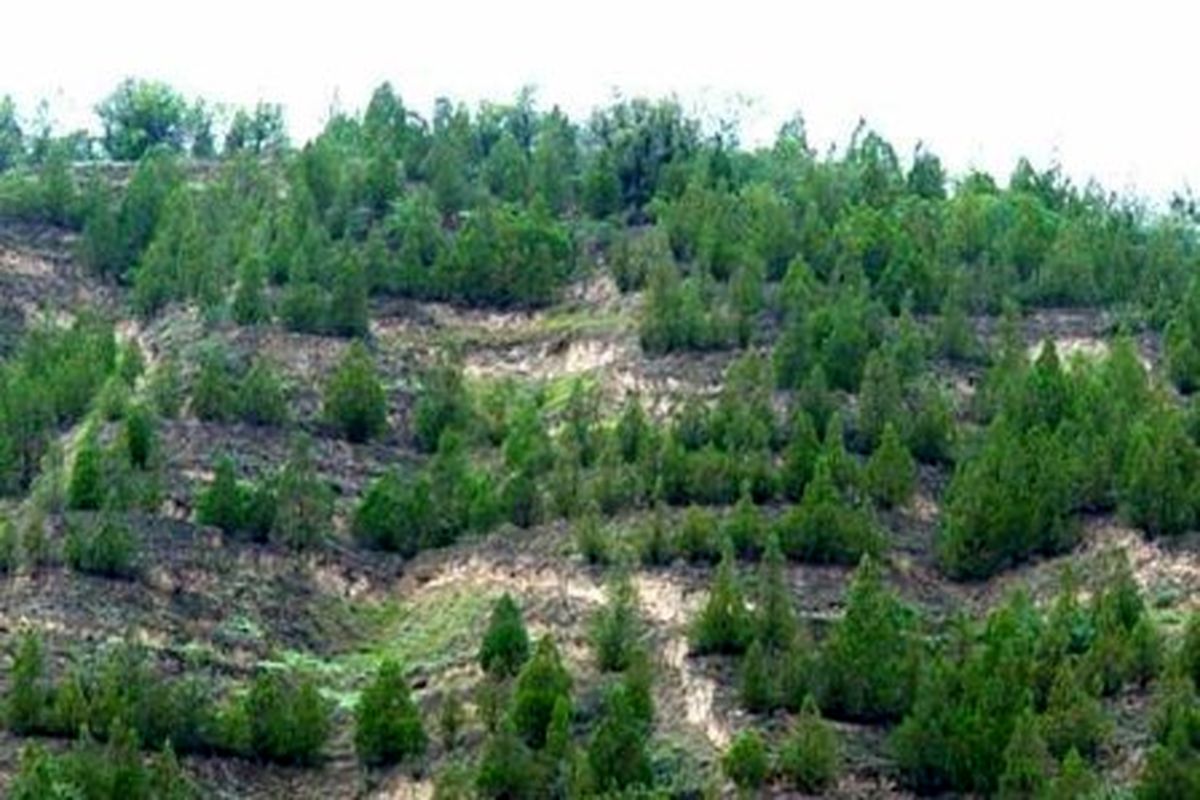اجرای طرح جنگل کاری اقتصادی در ۲ هزارهکتار ازاراضی چهارمحال وبختیاری