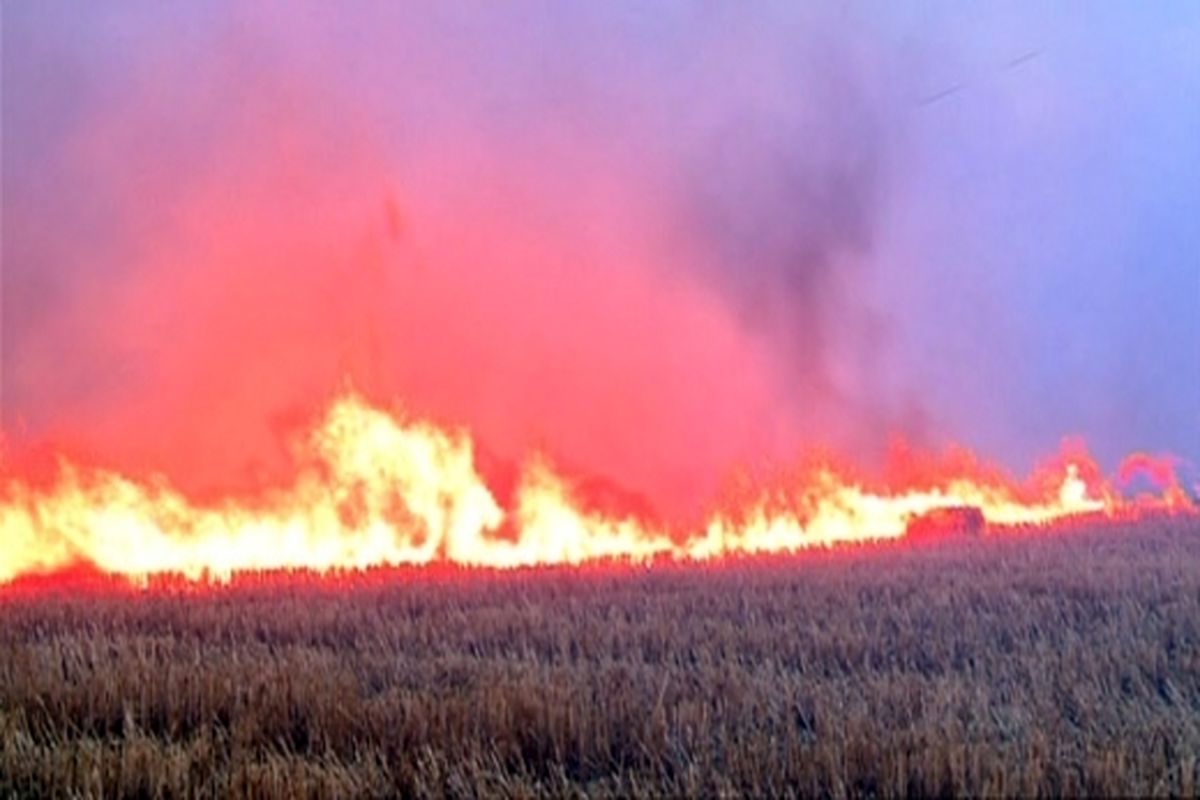 گندمزارهای گنبدکاووس در آتش سوخت