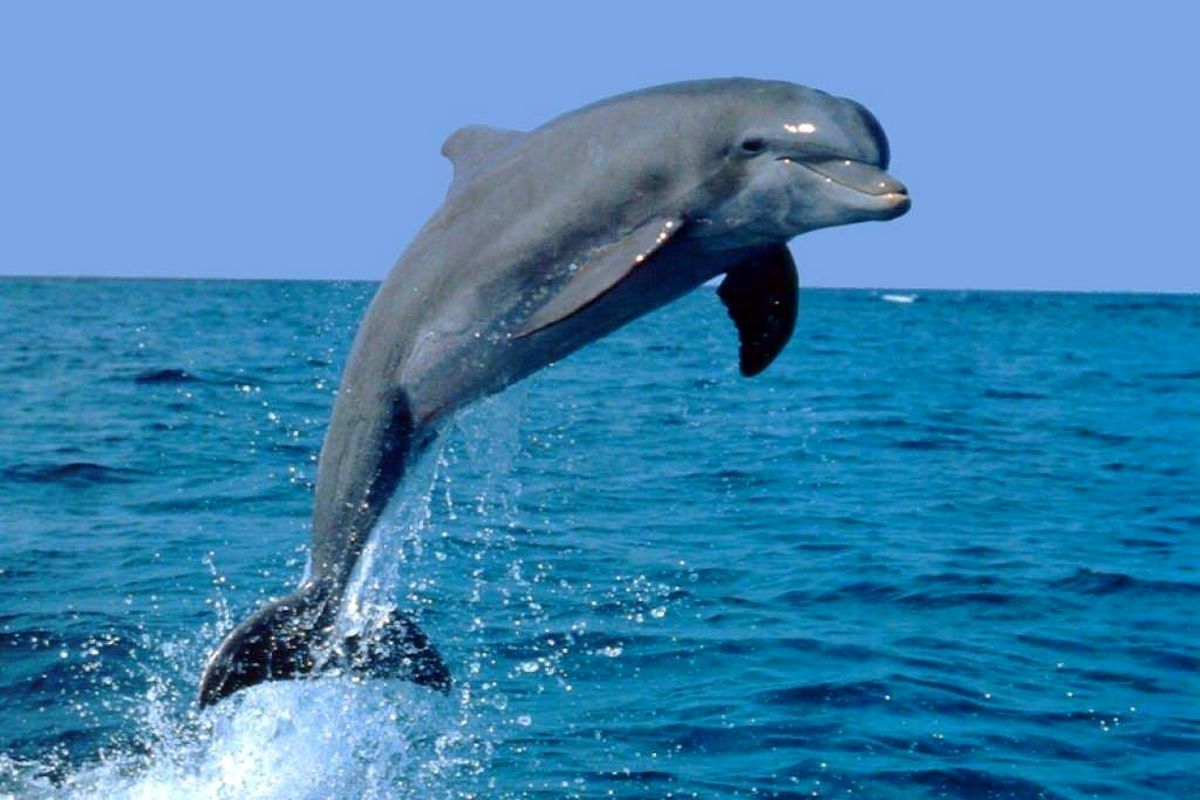 دلفینی که در آستانه انقراض است