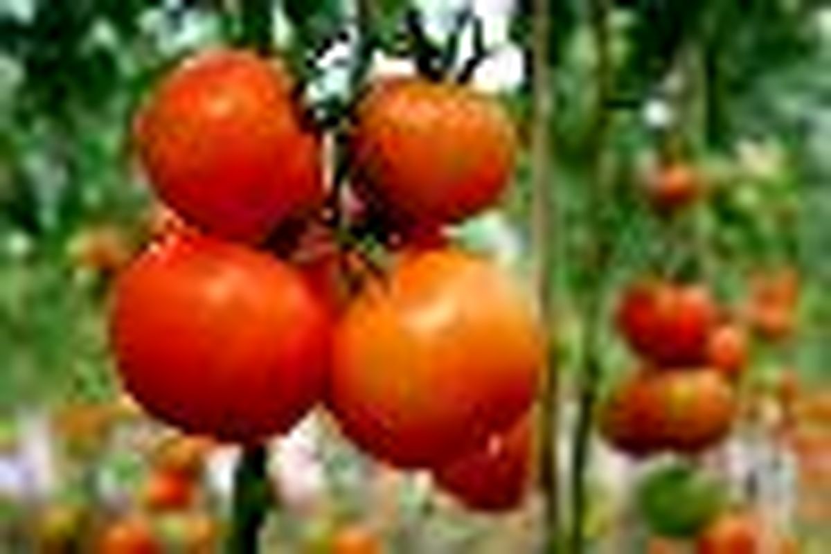 کشت گوجه فرنگی در مزارع شهرستان کوثر آغاز شد