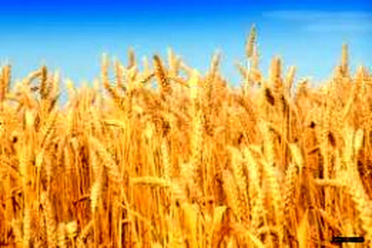 برداشت ۷۰۰ هزار تن محصول گندم در استان اردبیل