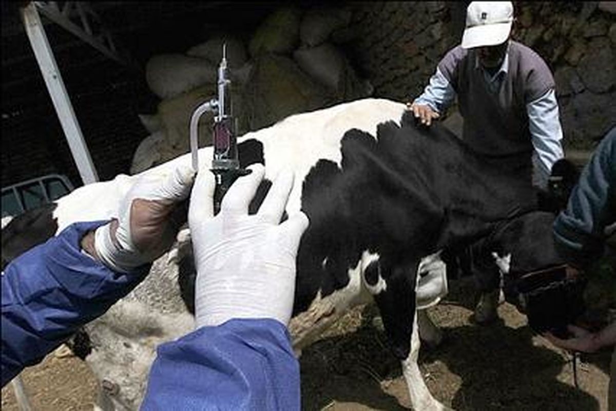 توسعه واکسیناسیون دام های استان علیه تب برفکی و فروکش بیماری