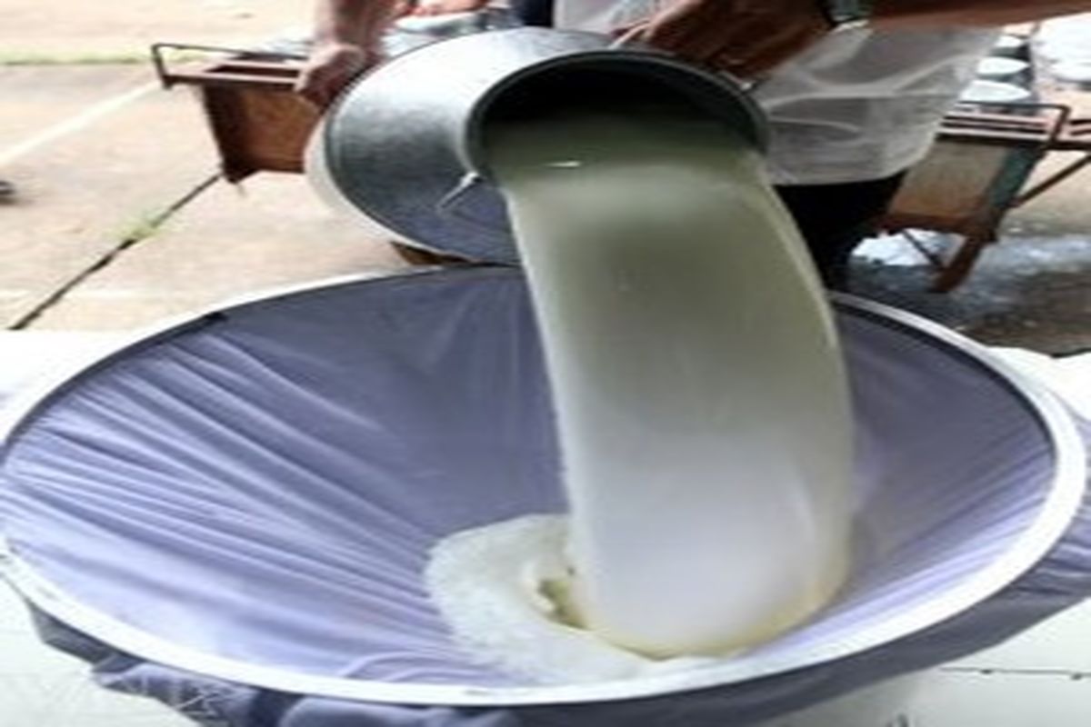 فرایند خرید حمایتی شیر در استان خراسان شمالی آغاز شد