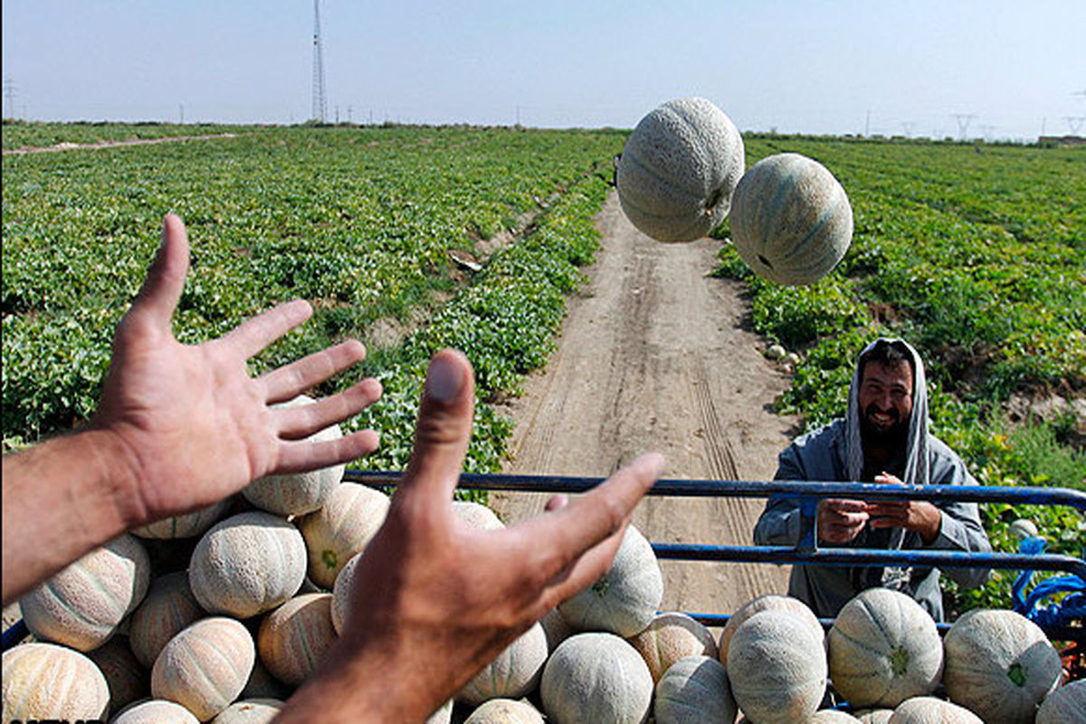 درآمد ۵۰ میلیاردی کشاورزان دره شهری از برداشت طالبی