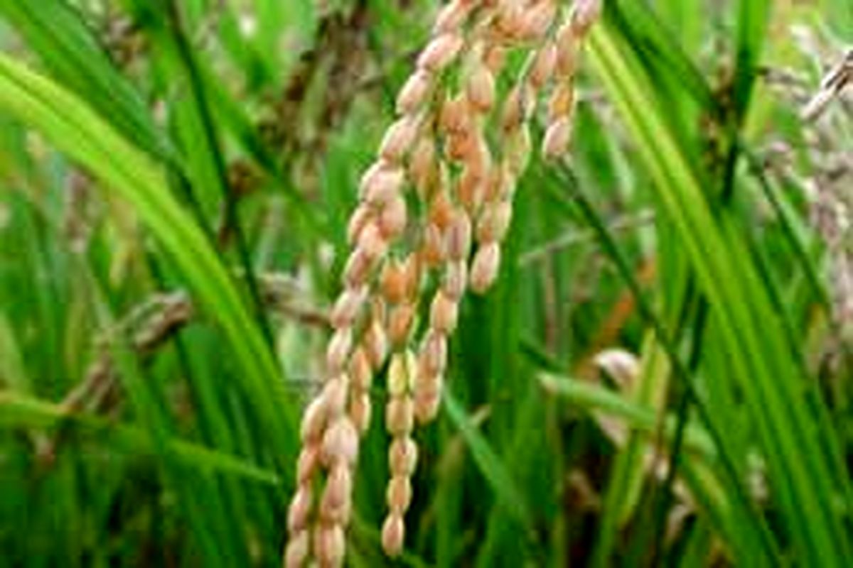 به بارنشستن نخستین خوشه های برنج درگیلان
