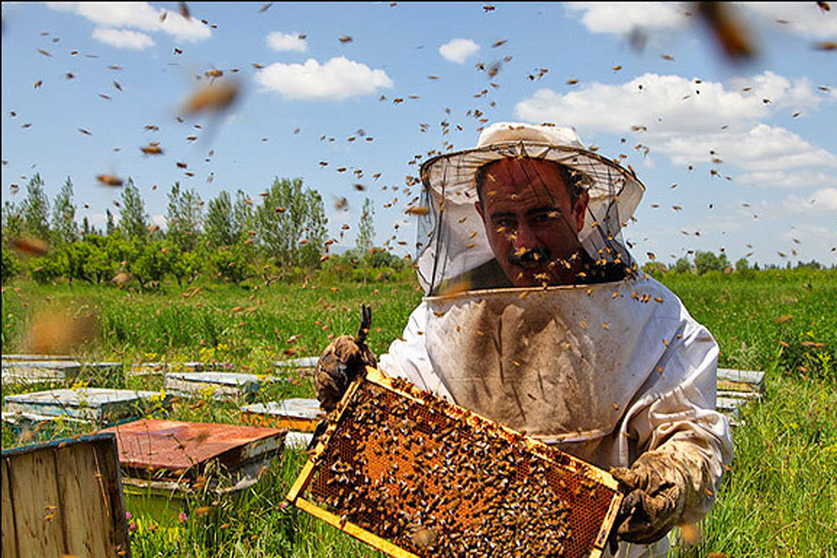 طبیعت عروس زاگرس و تولید یک «اکسیر» پرارزش/ایلام قطب تولید عسل شد