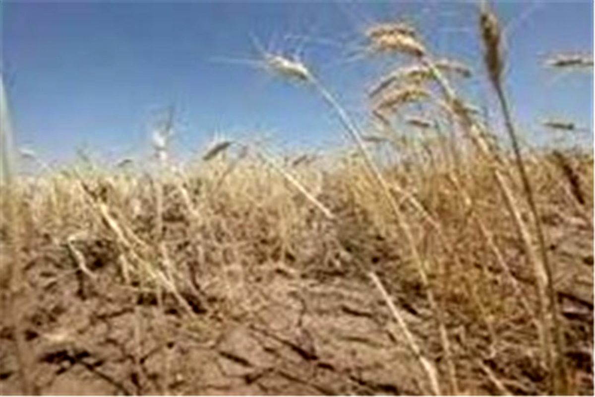 خسارت۱۴۳ میلیارد تومانی خشکسالی به بخش کشاورزی