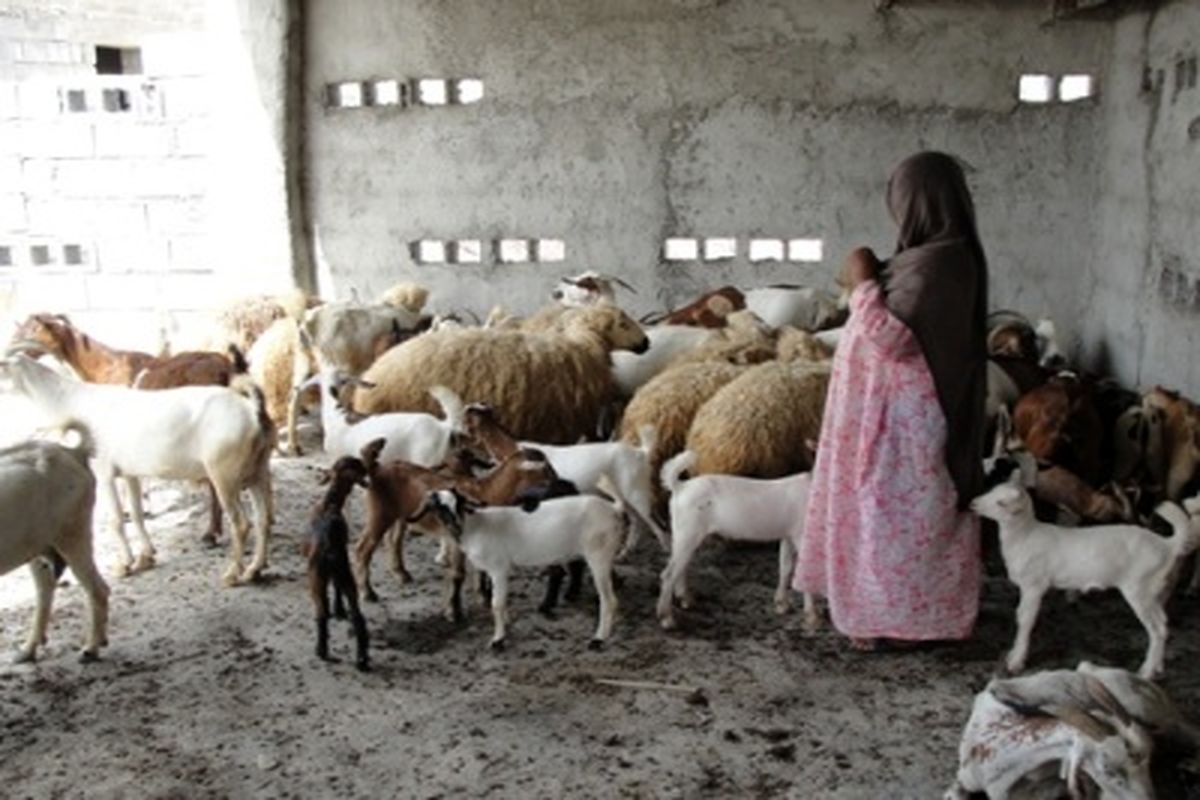 ۹۸ درصد اعتبارات اشتغالزایی مددجویان کمیته امداد هرمزگانی توسط بانک ملی پرداخت شد