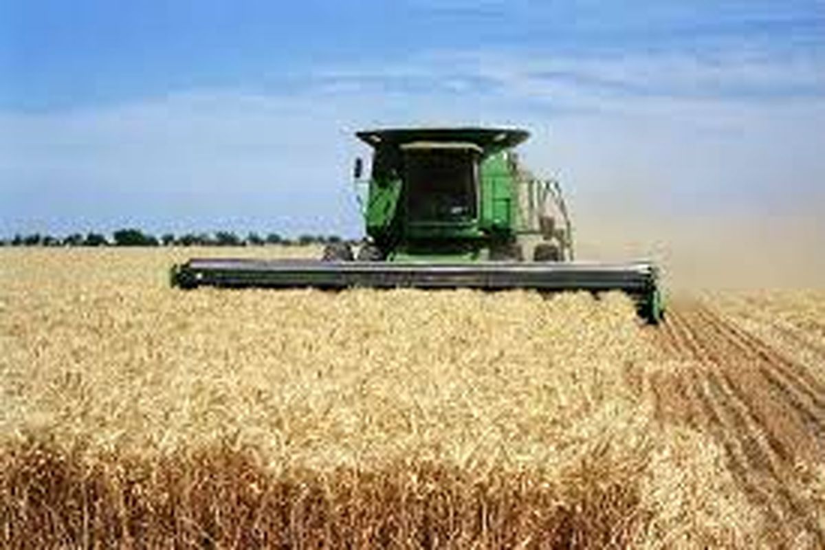 پیش‌بینی تولید ۷۰۰ هزار تن گندم در استان
