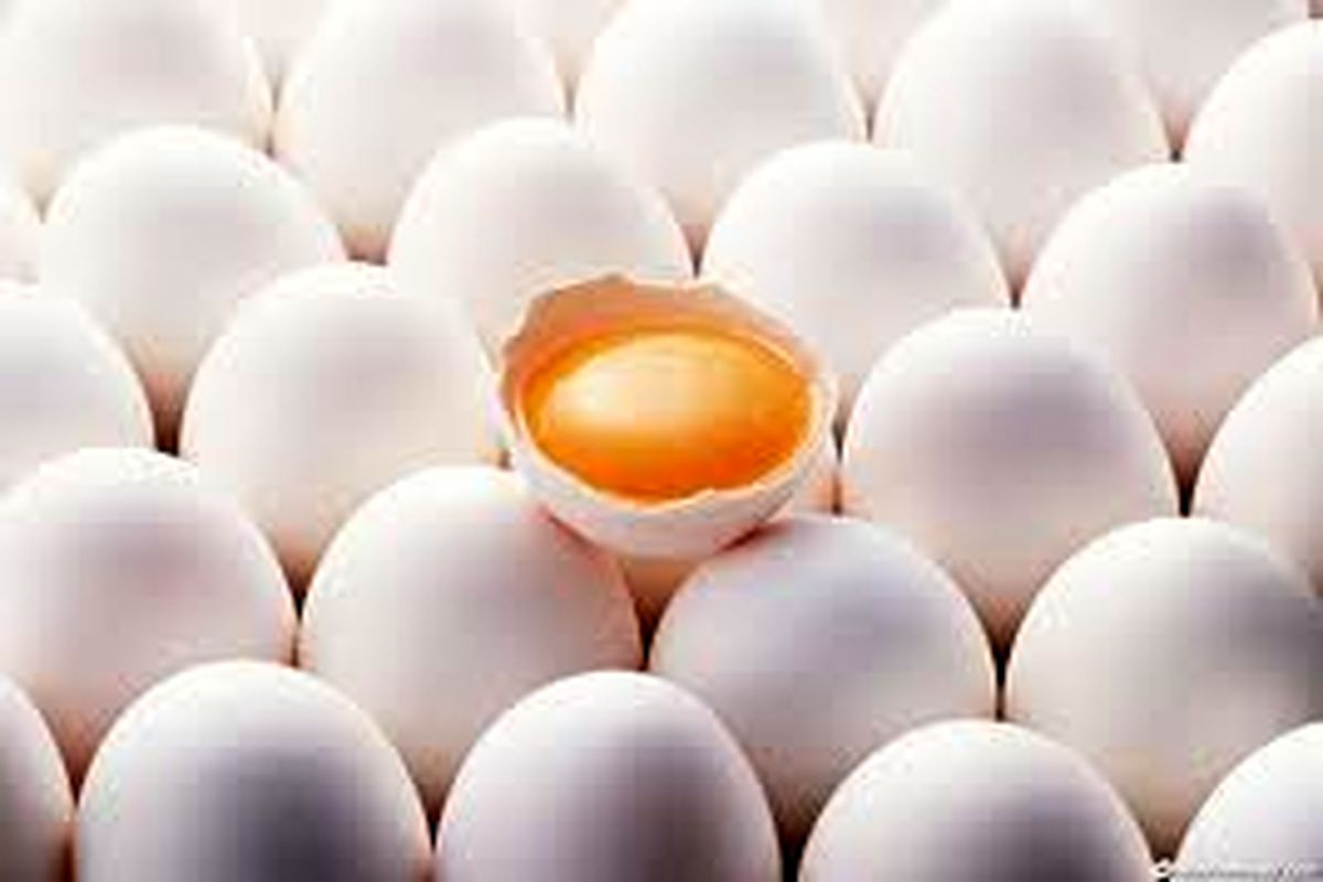 رتبه سوم استان در تولید تخم مرغ در کشور