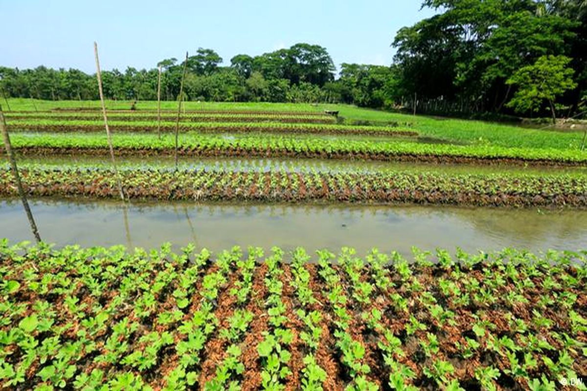 رتبه ۶ آذربایجان غربی در تولید محصولات کشاورزی