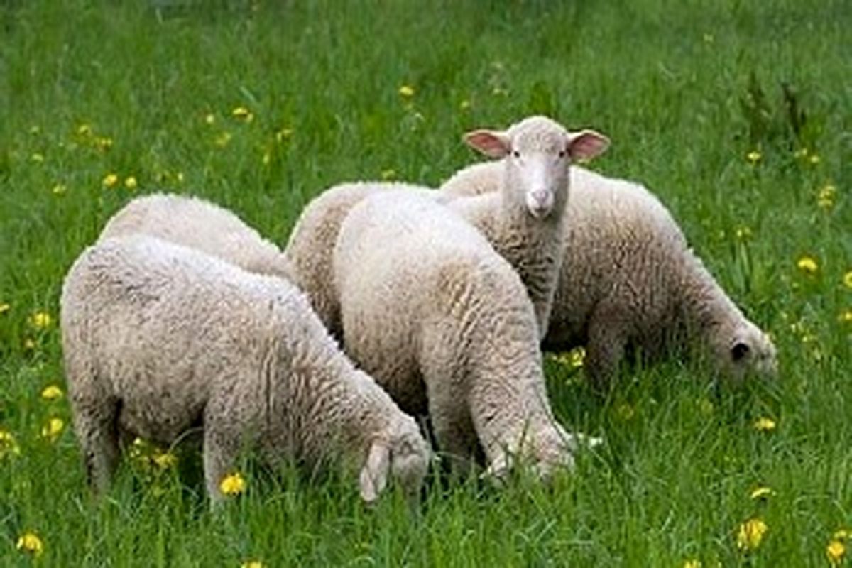 آغاز فاز دوم تولید ترکیب ژنتیکی گوسفند