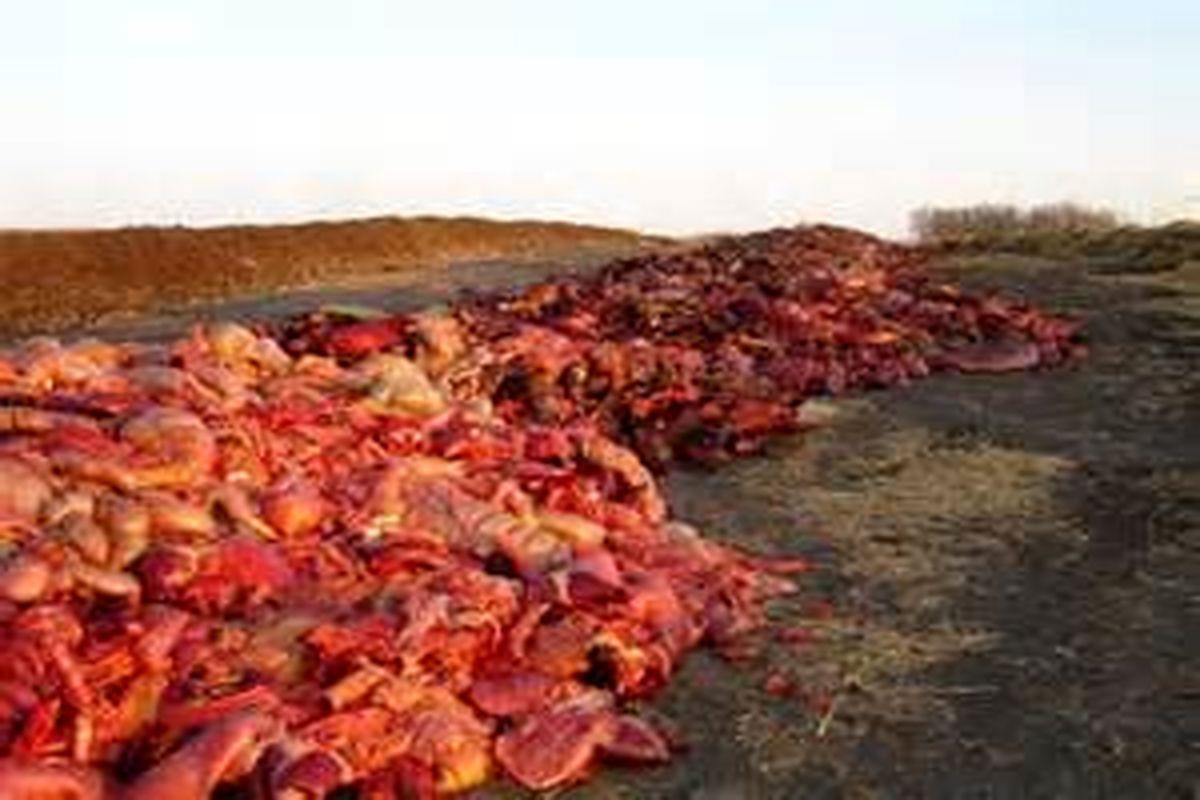 امحاء بیش از یک تن گوشت فاسد در لارستان