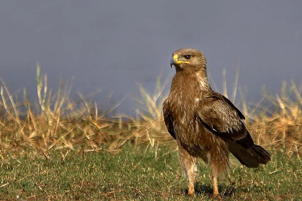 تحویل عقاب صحرایی بیمار به محیط زیست رشتخوار