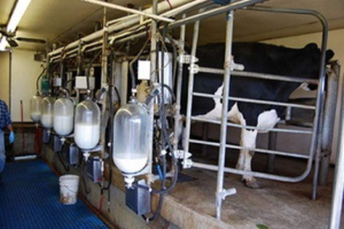 اجرای طرح خرید حمایتی شیر از دامداران