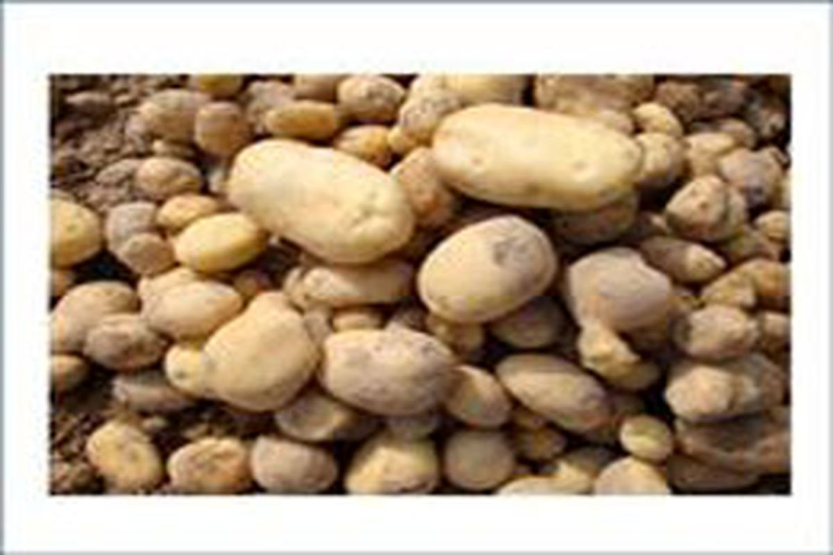 کاهش سطح زیرکشت سیب‌زمینی در شهرستان بهار