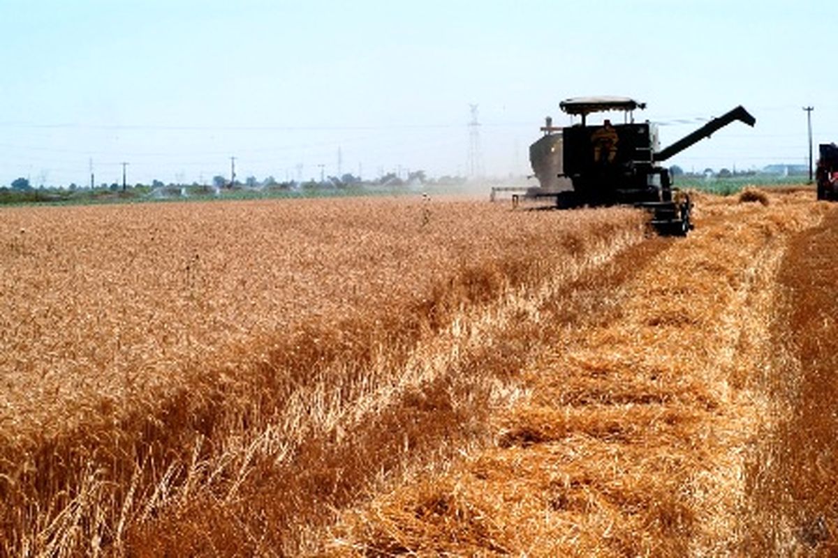 پیش بینی برداشت بیش از ۱۰ هزار تن گندم از زمین های کشاورزی بافت