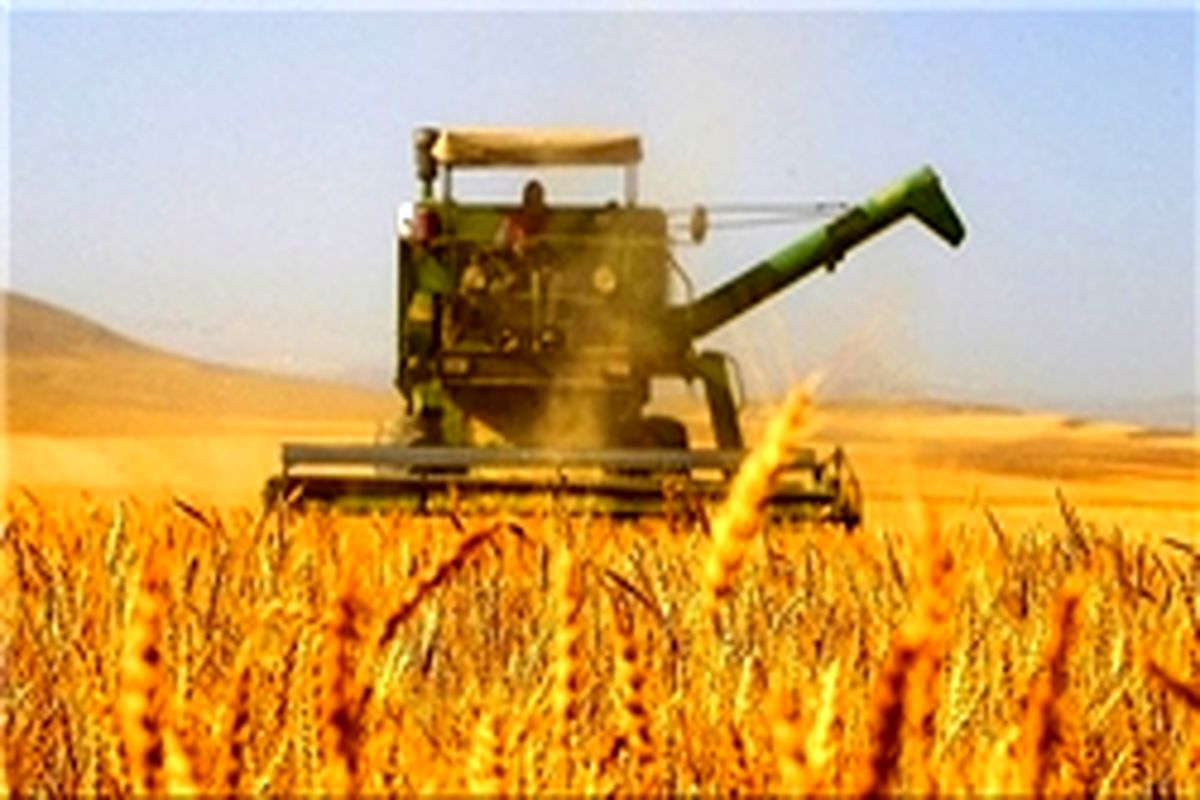 یک هزار و ۳۰۰ تن گندم از کشاورزان در چهارمحال و بختیاری خریداری شده است