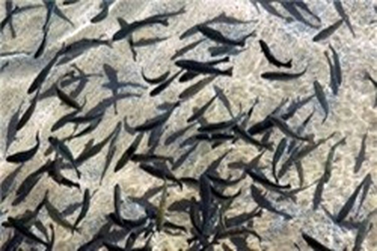 رها سازی ۲۲۰ هزار قطعه ماهی گرم آبی در استخرهای خراسان جنوبی