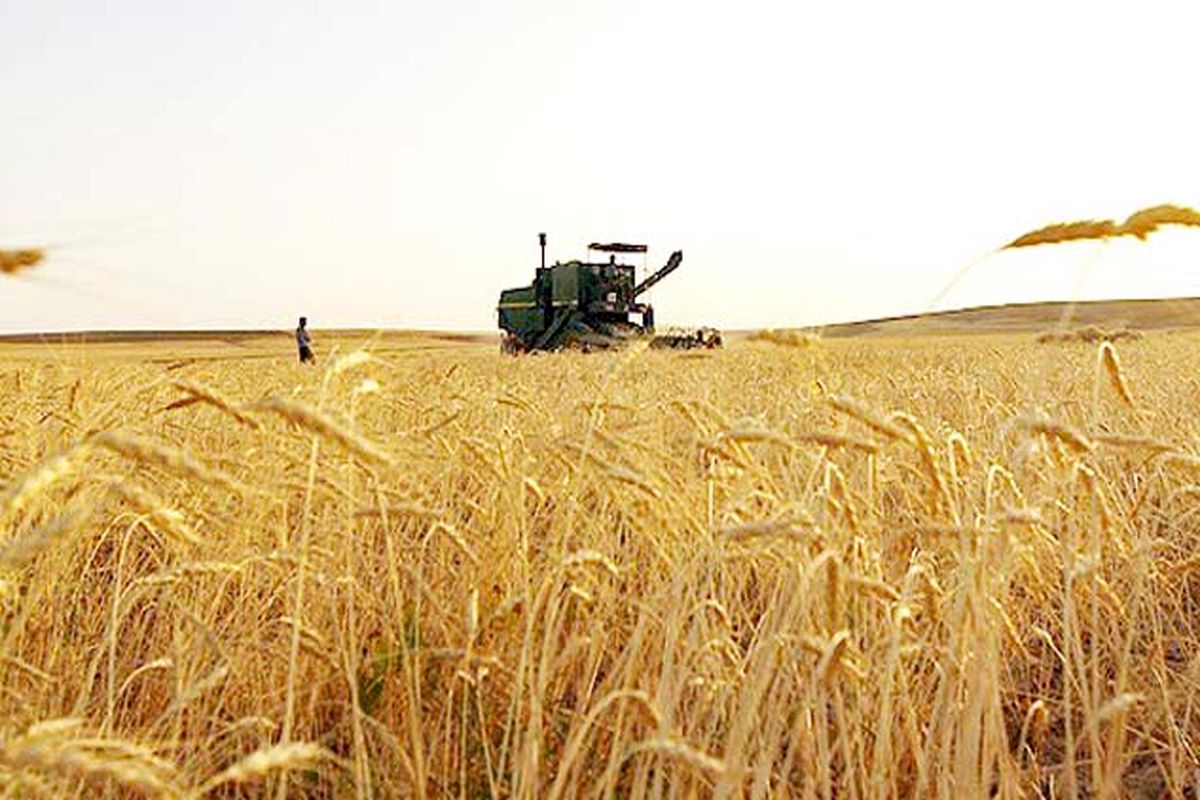 خرید ۵۵ هزار تن گندم از کشاورزان استان سمنان